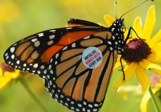 Monarch butterfly landing on a flower.