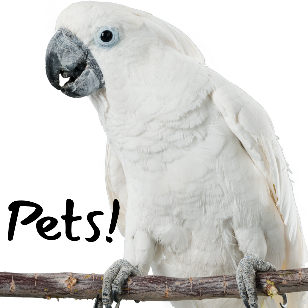 A white cockatiel on a branch. Text at the bottom reads "Pets!"