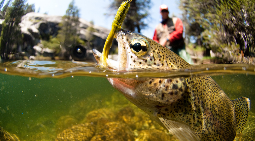 Dramatic shot of a fish attempting to eat a lure cast by a fisherman in the background