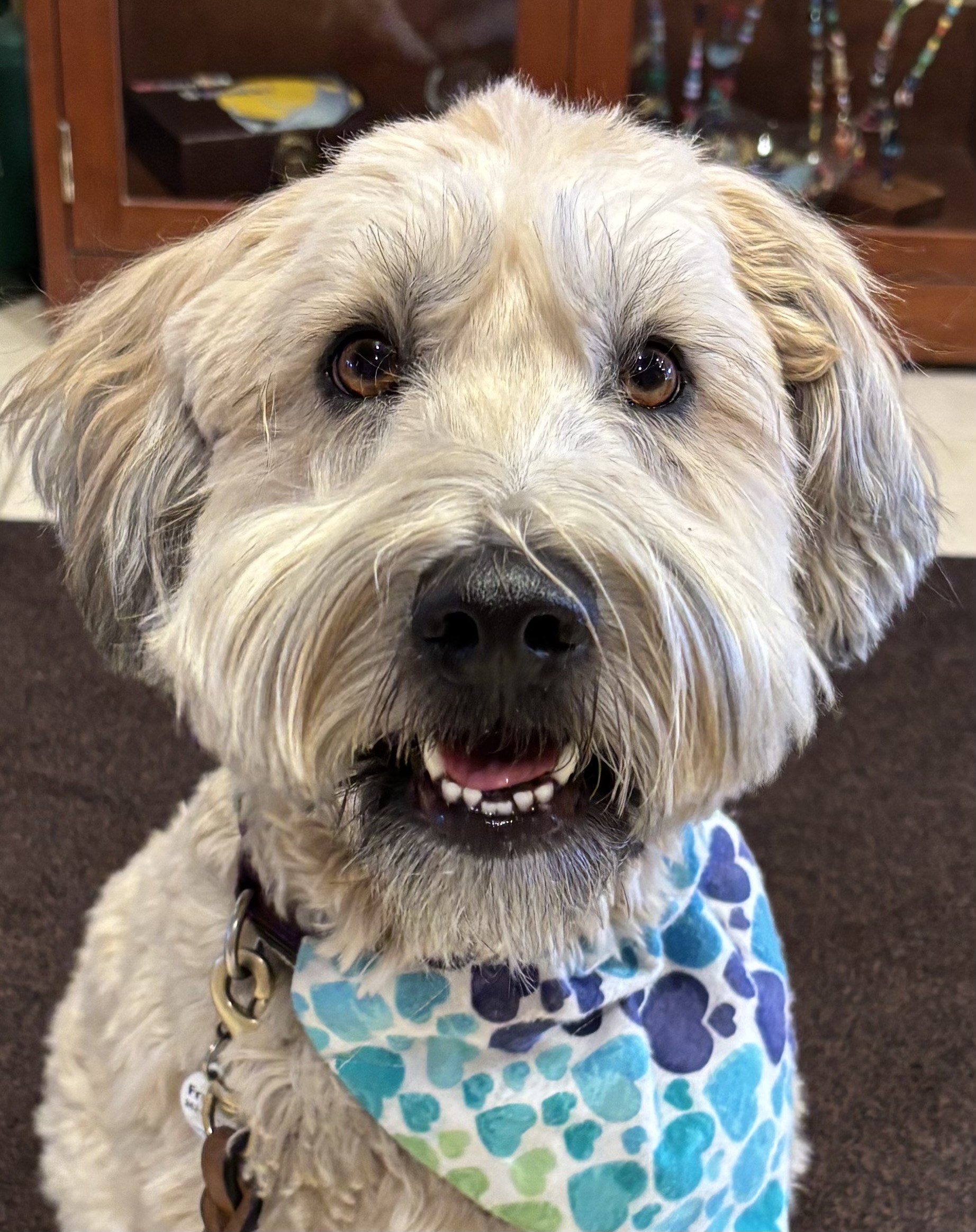 Close up of a cute white dog in a blue and purple bandana