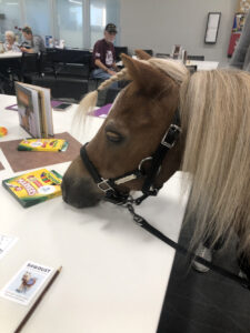 A miniature horse investigates a pack of Crayola markers.