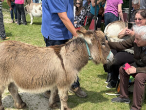 A brown donkey receives a pet from a man in a brown sweater.