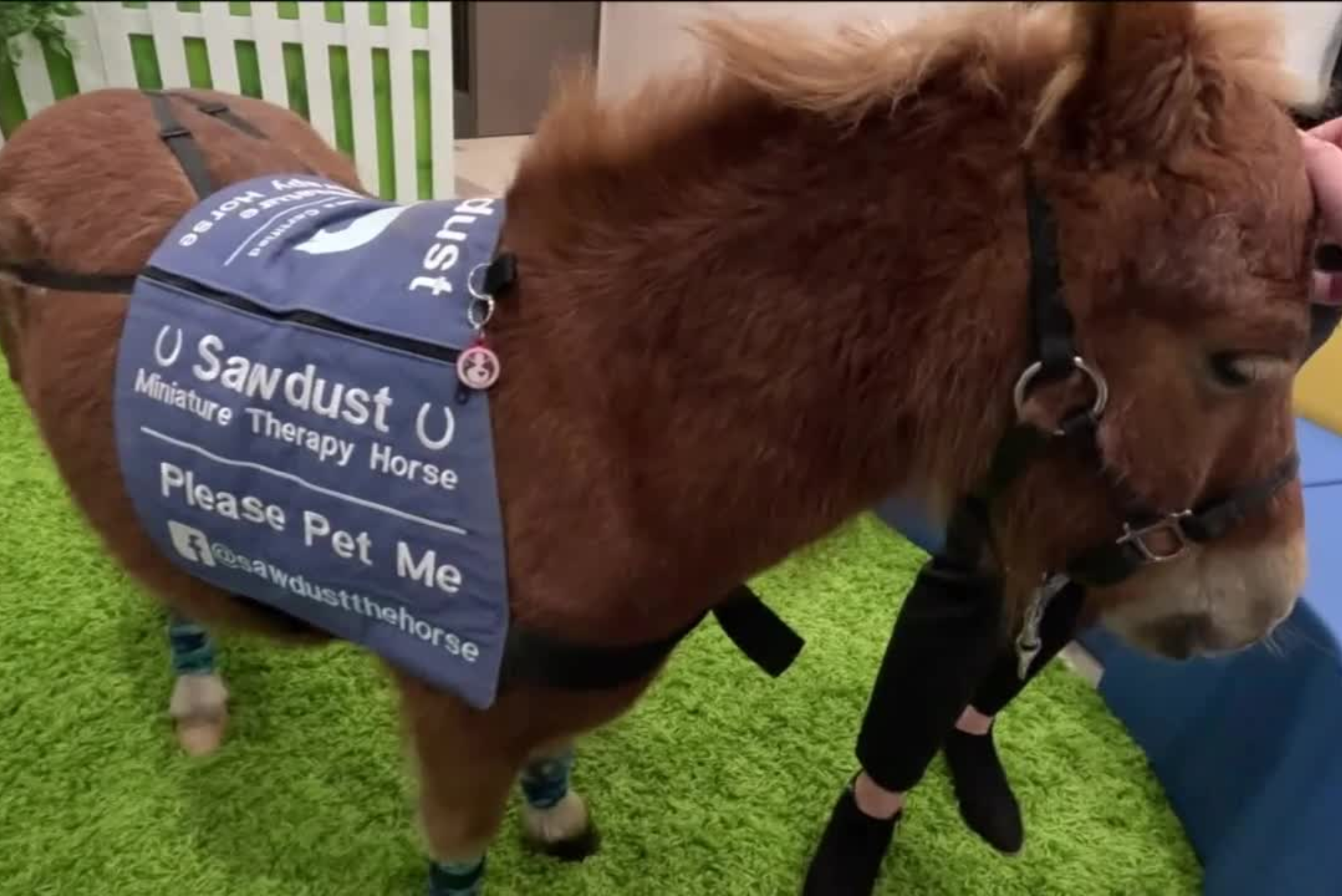 A miniature horse wearing a vest that reads "Sawdust Miniature Therapy Horse. Please Pet Me"