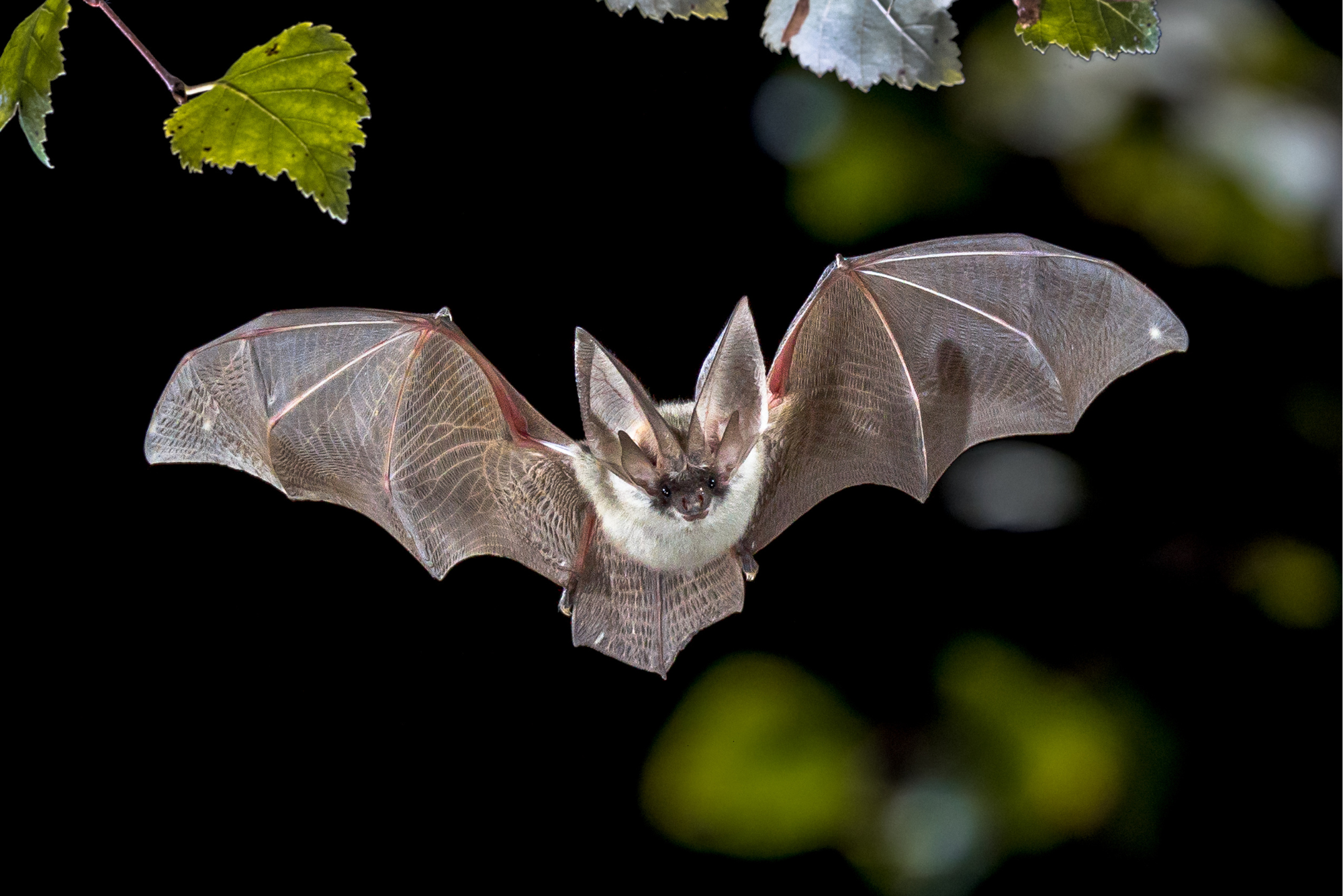 A bat in flight