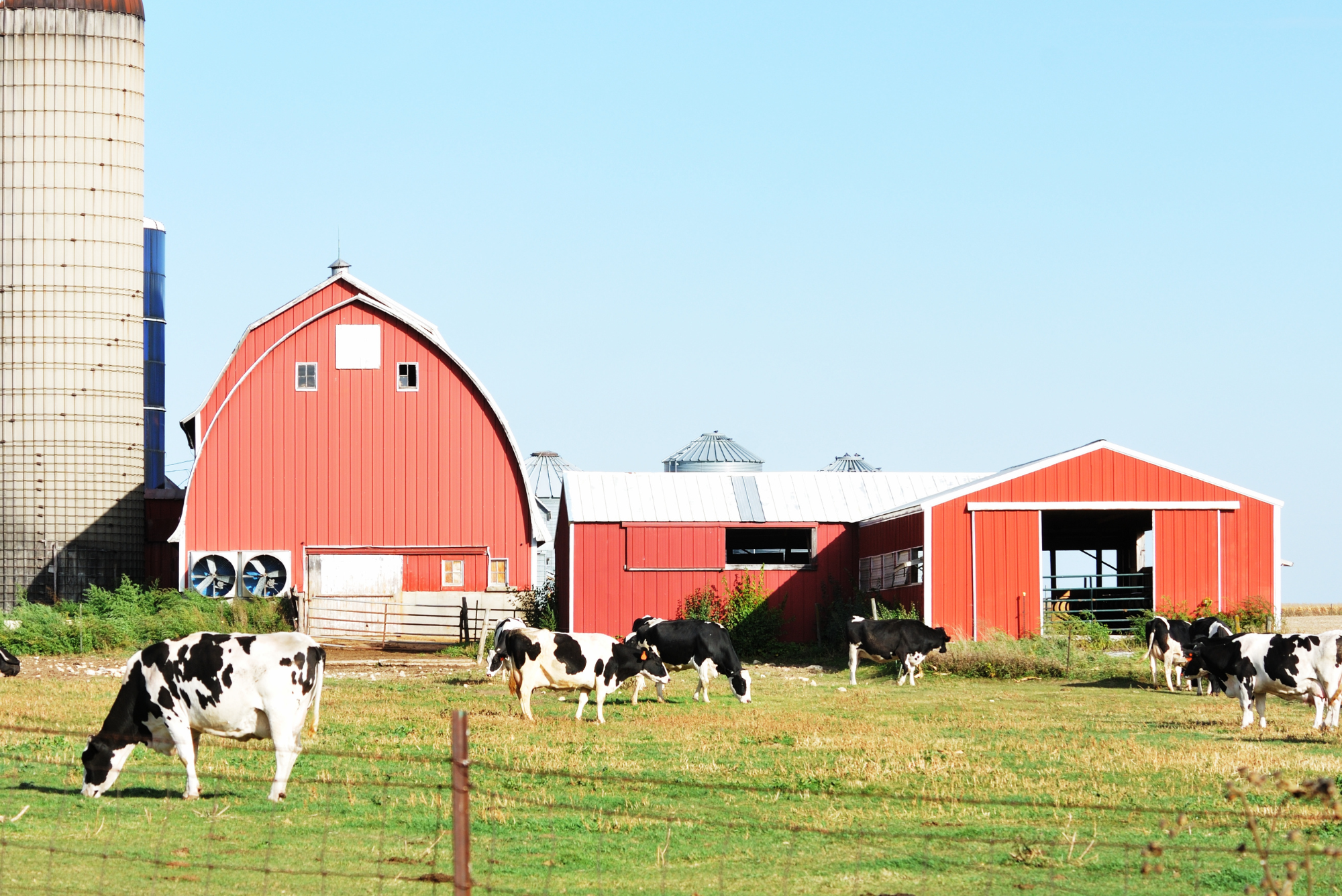 A red barn behind an enclosure where black and white dairy cows graze
