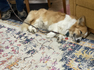 A sleepy dog lays on his side at the edge of a carpet.