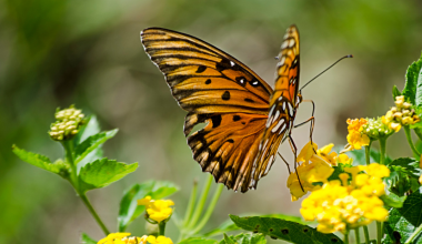 A butterfly on a flower