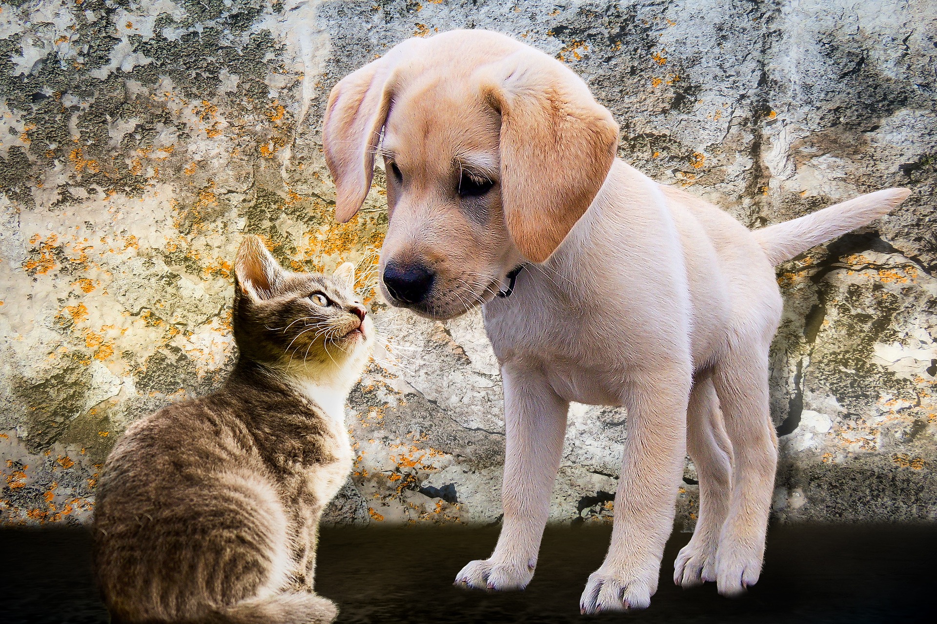 A puppy and a kitten face to face