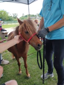 someone reaches to pet a miniature horse