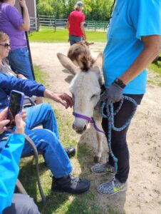 Person reaches to pet a donkey while someone holds the donkey nearby on a leash