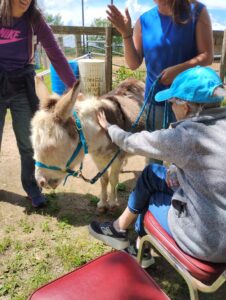 Woman reaches over to pet a donkey