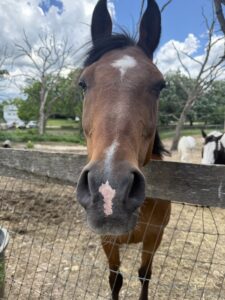 close up of a horse head as horse approaches a fence