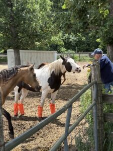 Man reaches over fence to greet horse