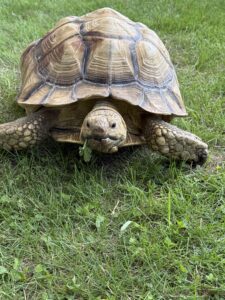 Tortoise eating a weed while sitting on grass