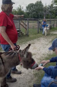 Woman holds donkey by a leash while people greet the donkey