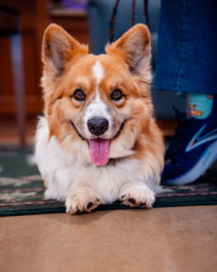 A corgi lies on the floor with its tongue out, next to a person wearing blue jeans and colorful socks.