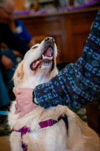 A person pets a golden colored dog as the dog looks up at them